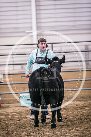 Beef Show-8482