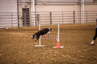 Dog Agility-0003
