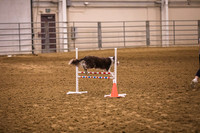 Dog Agility-0004