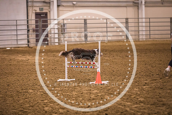 Dog Agility-0004