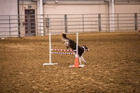 Dog Agility-0005