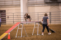 Dog Agility-0010