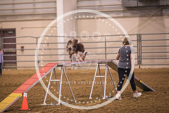 Dog Agility-0010