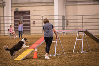 Dog Agility-0008
