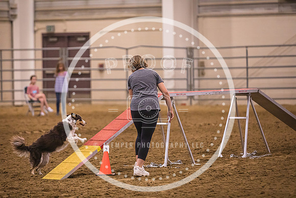 Dog Agility-0008