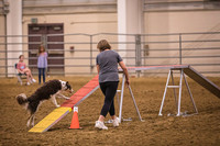 Dog Agility-0009