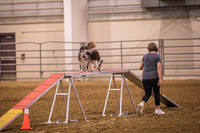 Dog Agility-0011