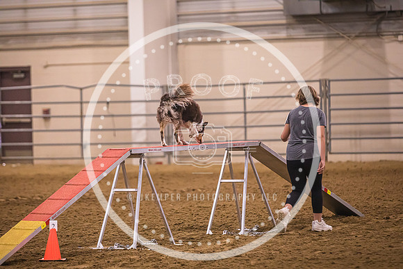 Dog Agility-0011