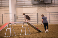 Dog Agility-0012