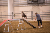 Dog Agility-0013
