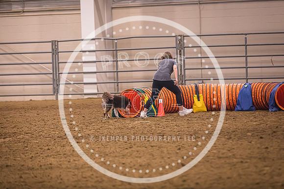 Dog Agility-0014