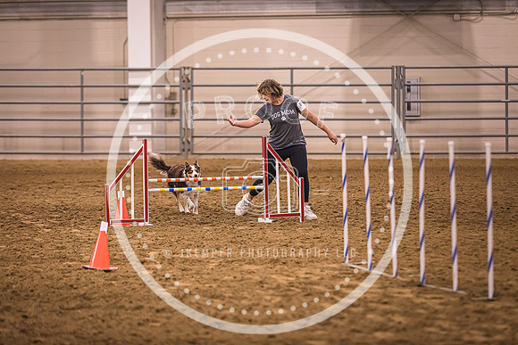 Dog Agility-0019