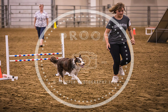 Dog Agility-0035