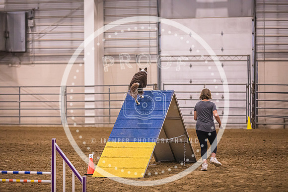 Dog Agility-0036