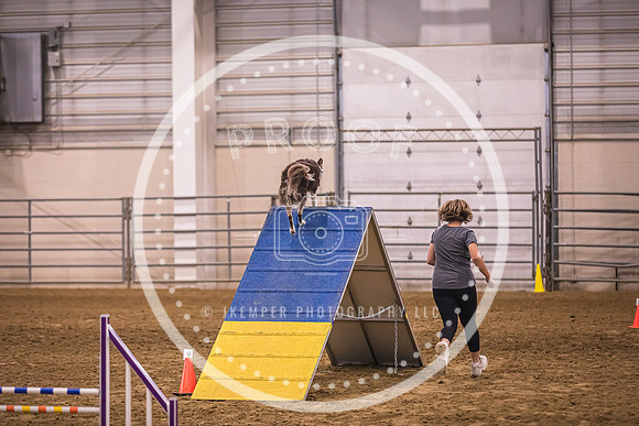 Dog Agility-0037