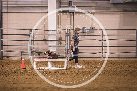 Dog Agility-0038