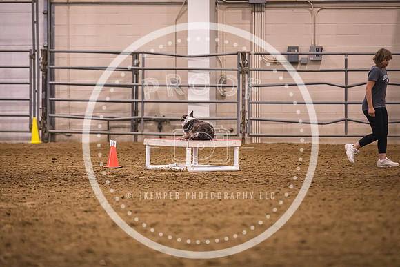 Dog Agility-0039