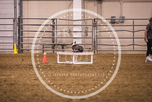 Dog Agility-0040