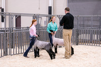 Sheep Showmanship-3611