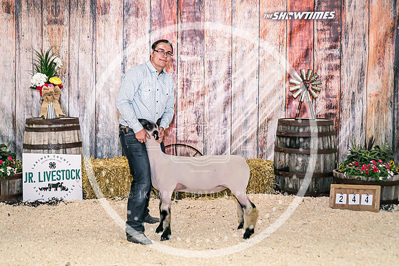 Sheep Backdrop 2-8014