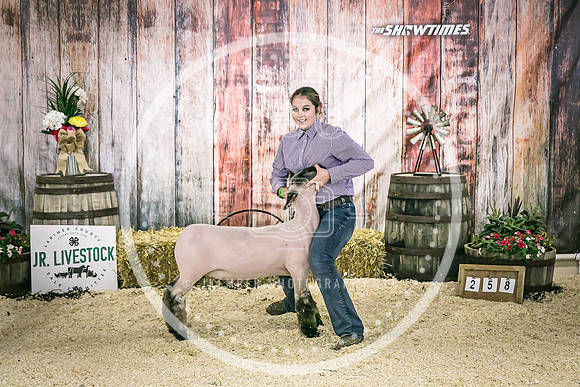 Sheep Backdrop 2-8007