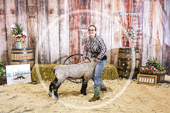 Sheep Backdrop 2-9671