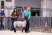 Sheep Showmanship-3614