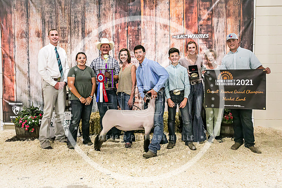 Sheep Backdrop-5532
