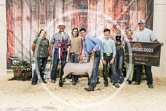 Sheep Backdrop-5527