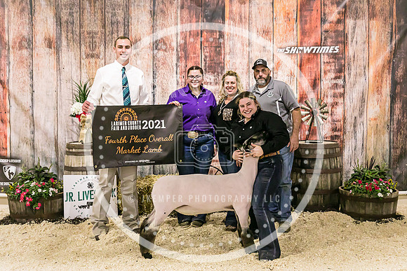 Sheep Backdrop-5582