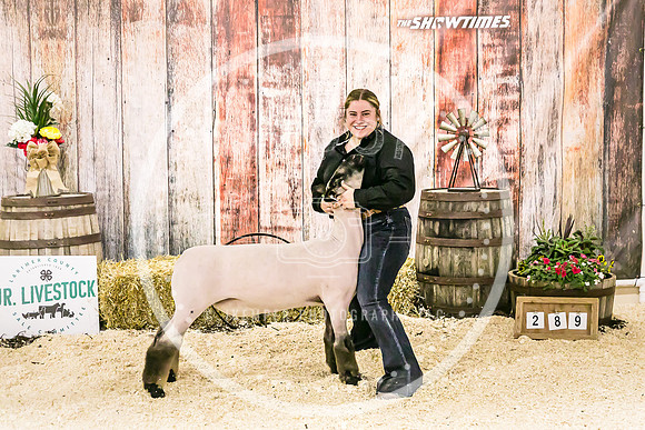 Sheep Backdrop-5596