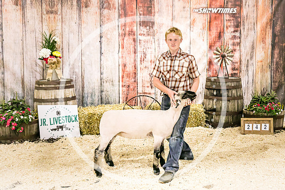 Sheep Backdrop-5652