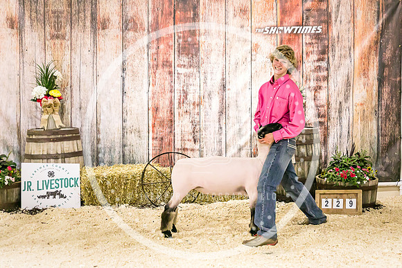 Sheep Backdrop-5630