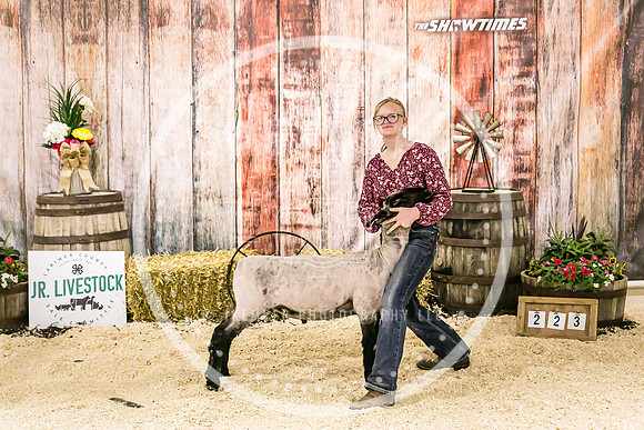 Sheep Backdrop-5683