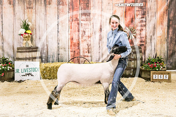 Sheep Backdrop-5698