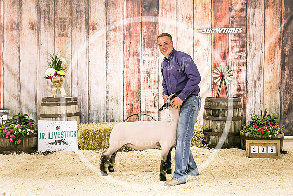 Sheep Backdrop-5725