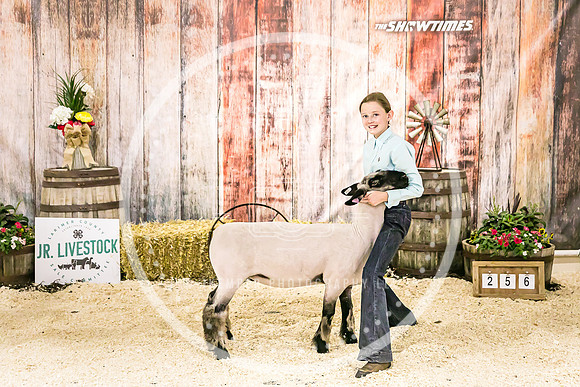 Sheep Backdrop-5706