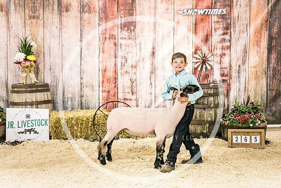 Sheep Backdrop-5739