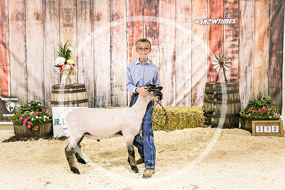Sheep Backdrop-5812