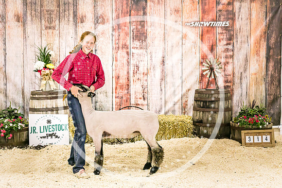 Sheep Backdrop-5833