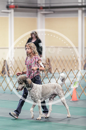 2024 4-H Dog Show SATURDAY-7309