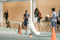2024 4-H Dog Show SATURDAY-7267