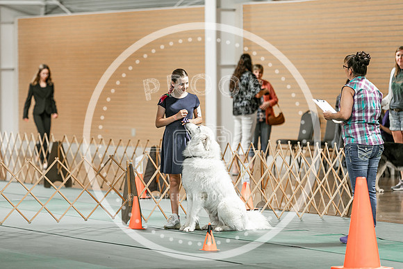 2024 4-H Dog Show SATURDAY-7267