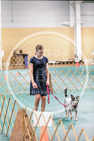 2024 4-H Dog Show SATURDAY-7300