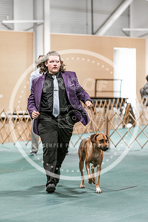 2024 4-H Dog Show SATURDAY-7291