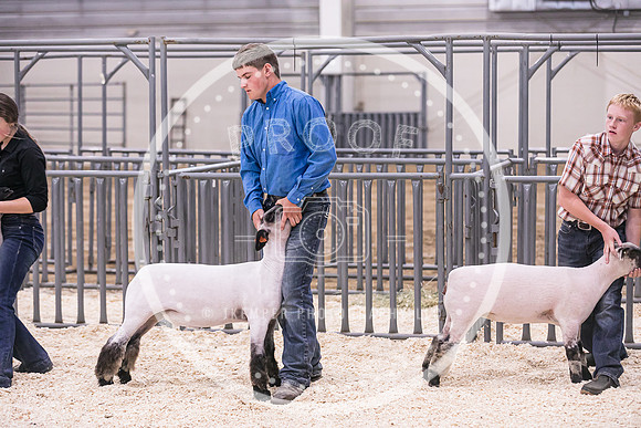 Market Lambs-4818