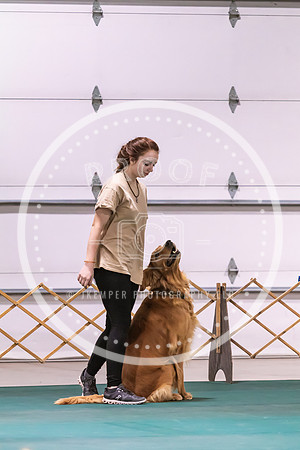 Dog Obedience 2021-5411