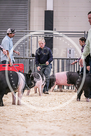 Swine Market-7251