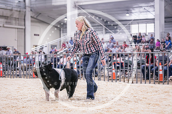 Swine Market-7230