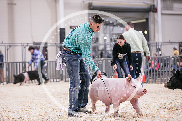 Swine Market-7243